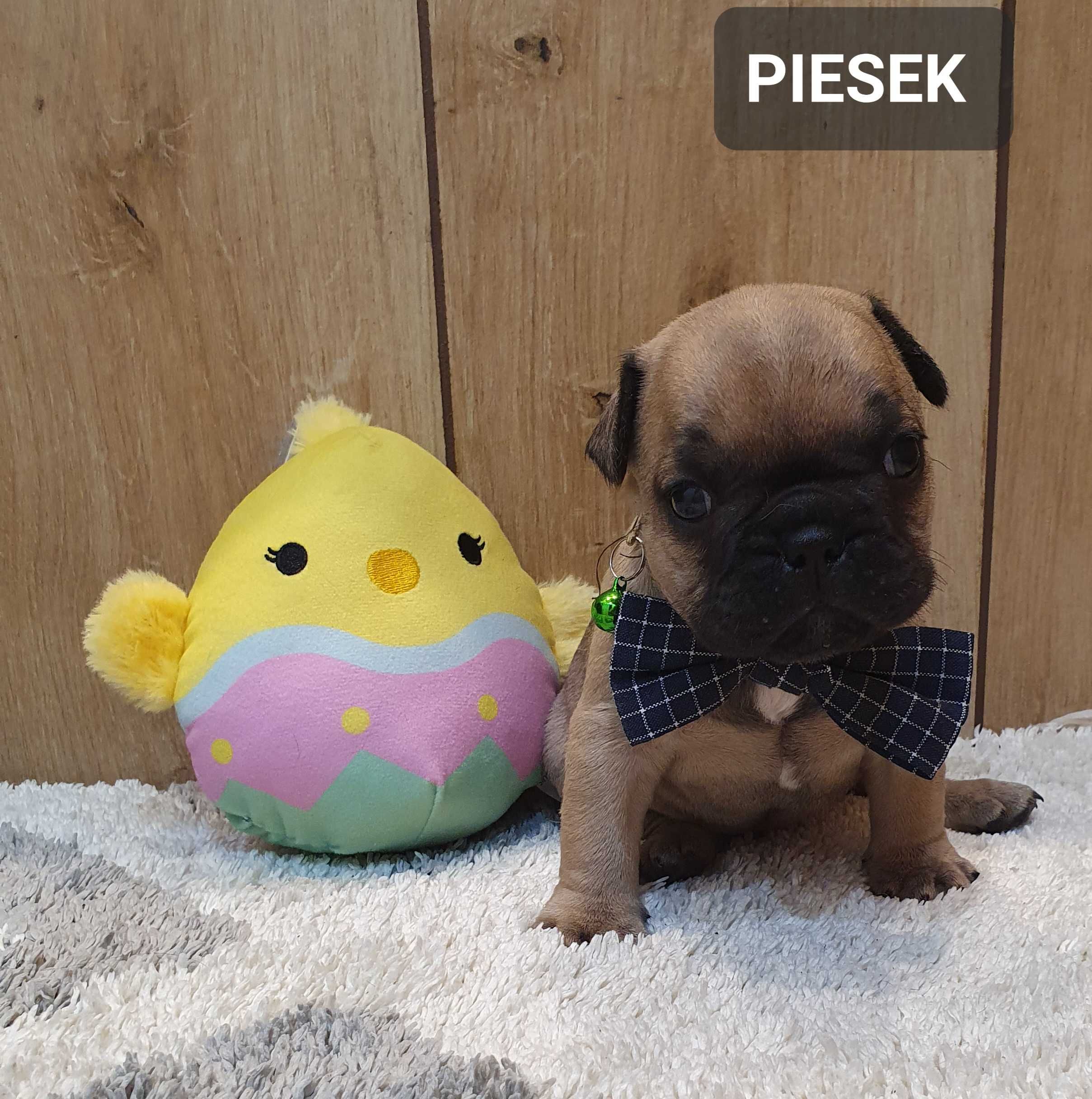 Buldog francuski -PIESEK