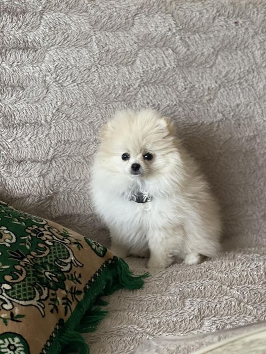 Собачка порода Шпіц 4 місяці дві прививки є.