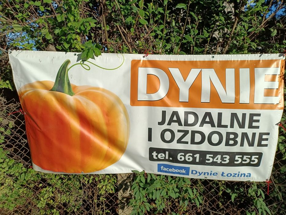 Dynie Łozina jadalne i ozdobne