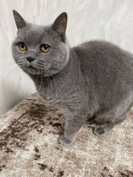 Віддам кицю в добрі руки