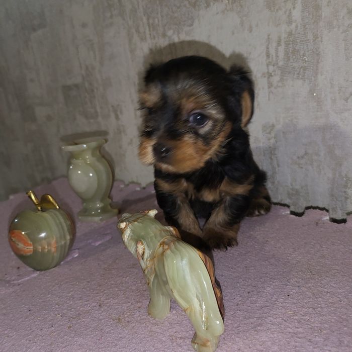 7500  Чудові цуценята йорки. Київ