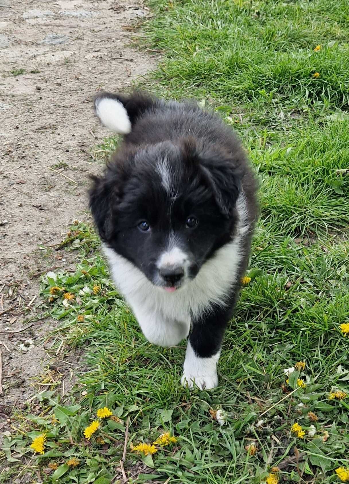 Border collie piesek- szczeniak kennel club