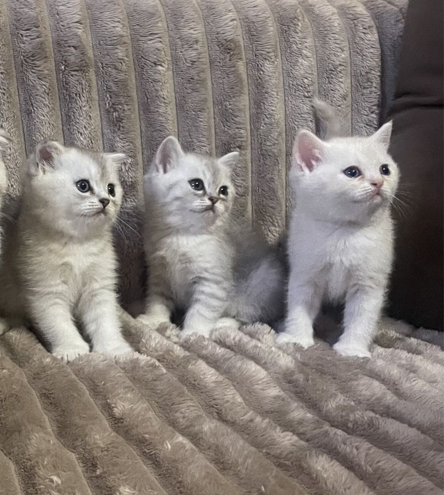 Британські кошенята