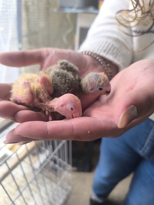 Agaponis para criar a mão