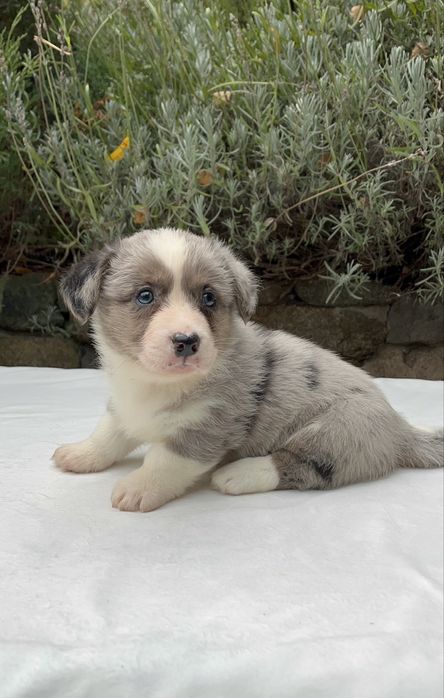 Welsh Corgi Cardigan - sunia Blue Merle