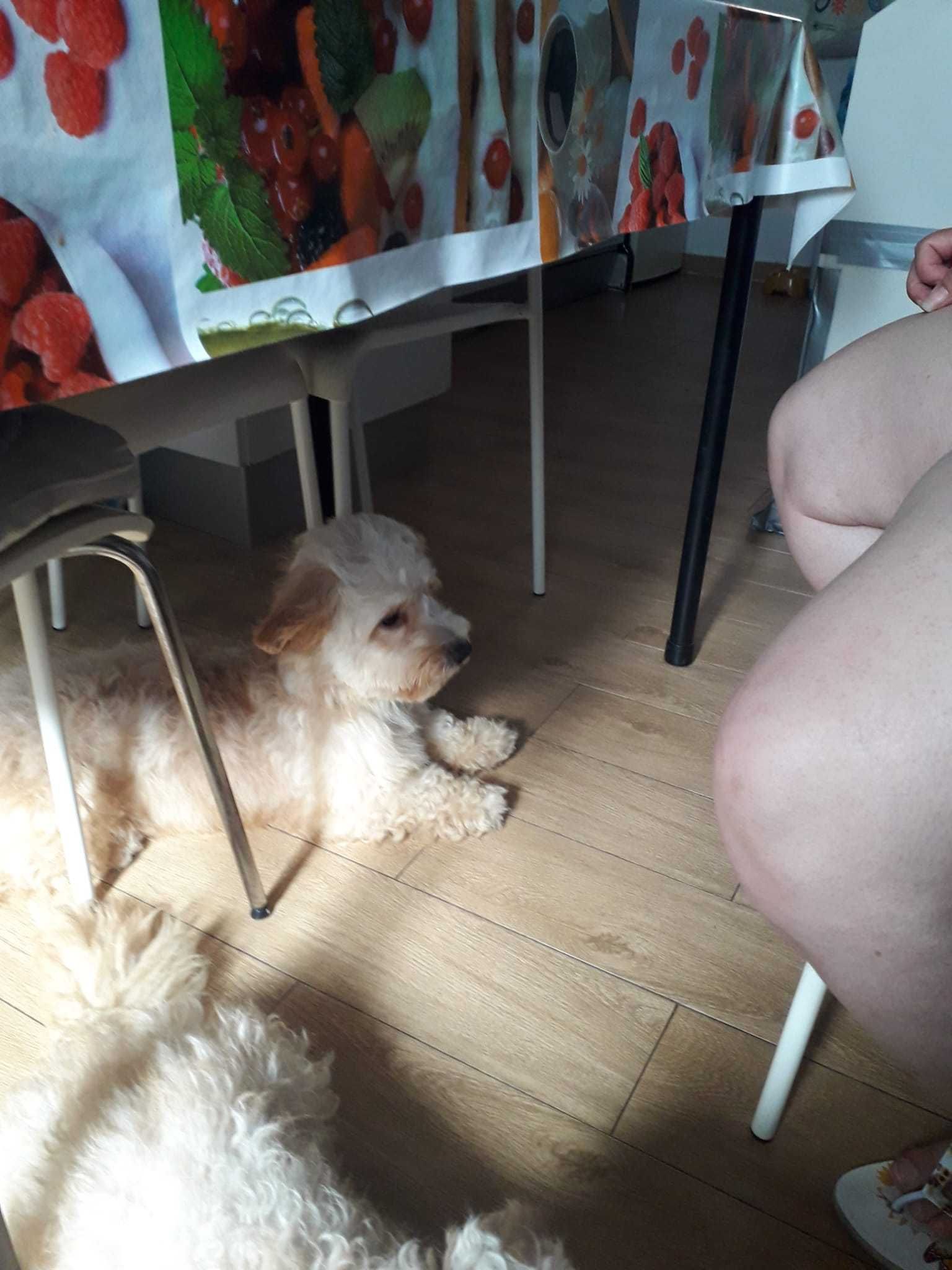 CÃO PARA ADOÇÃO RESPONSÁVEL