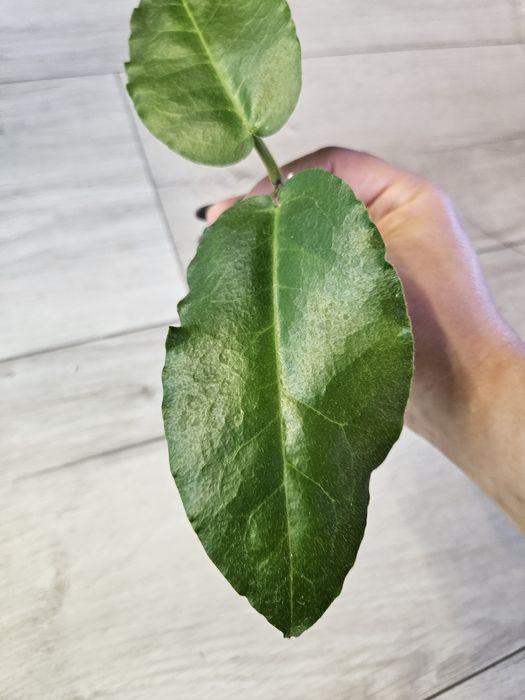 Hoya versteegii. Sadzonka