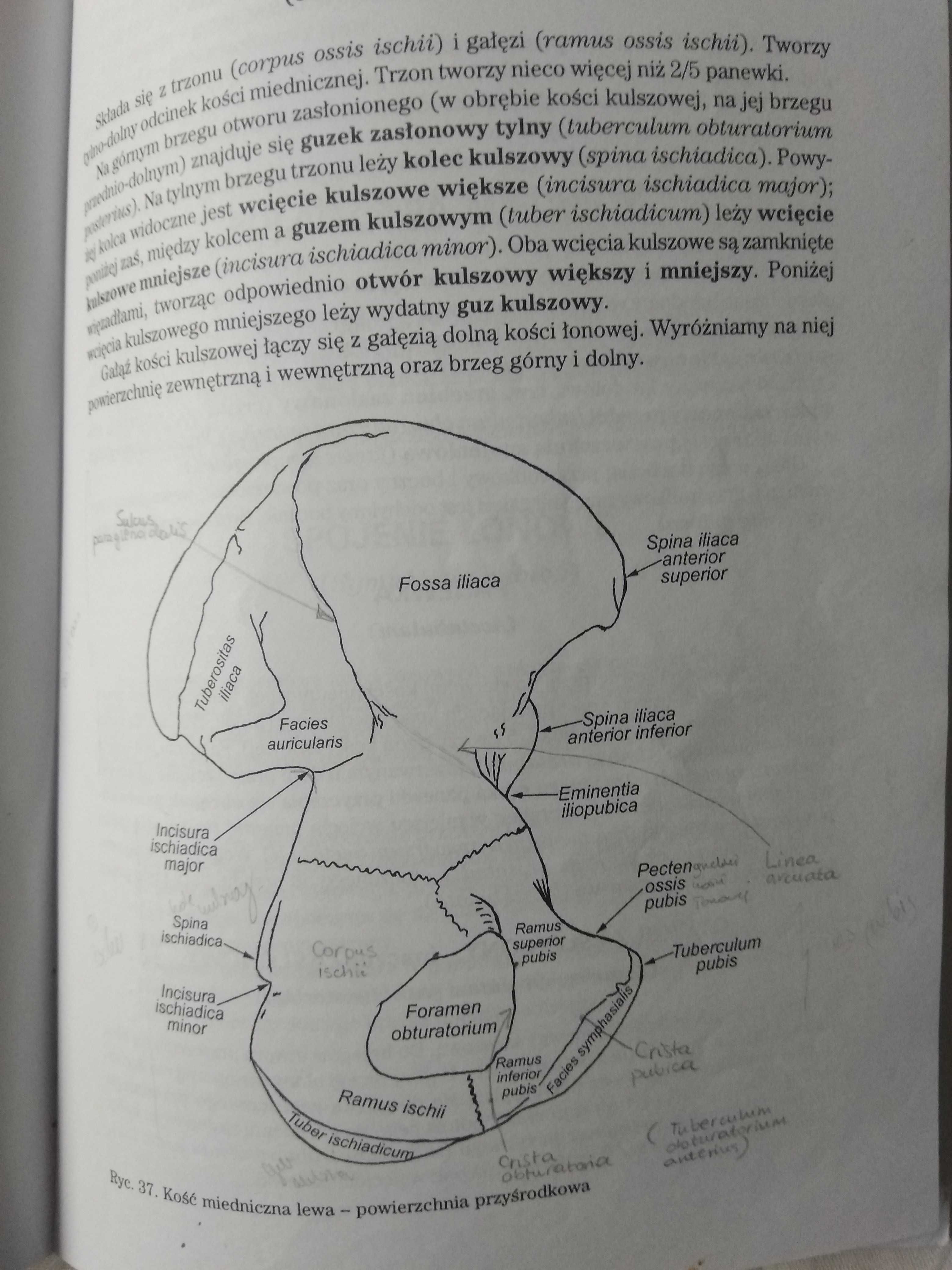 Anatomia – Wydawnictwo UJ – osiem części (komplet)