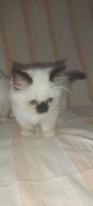 Sagrado da Birmânia