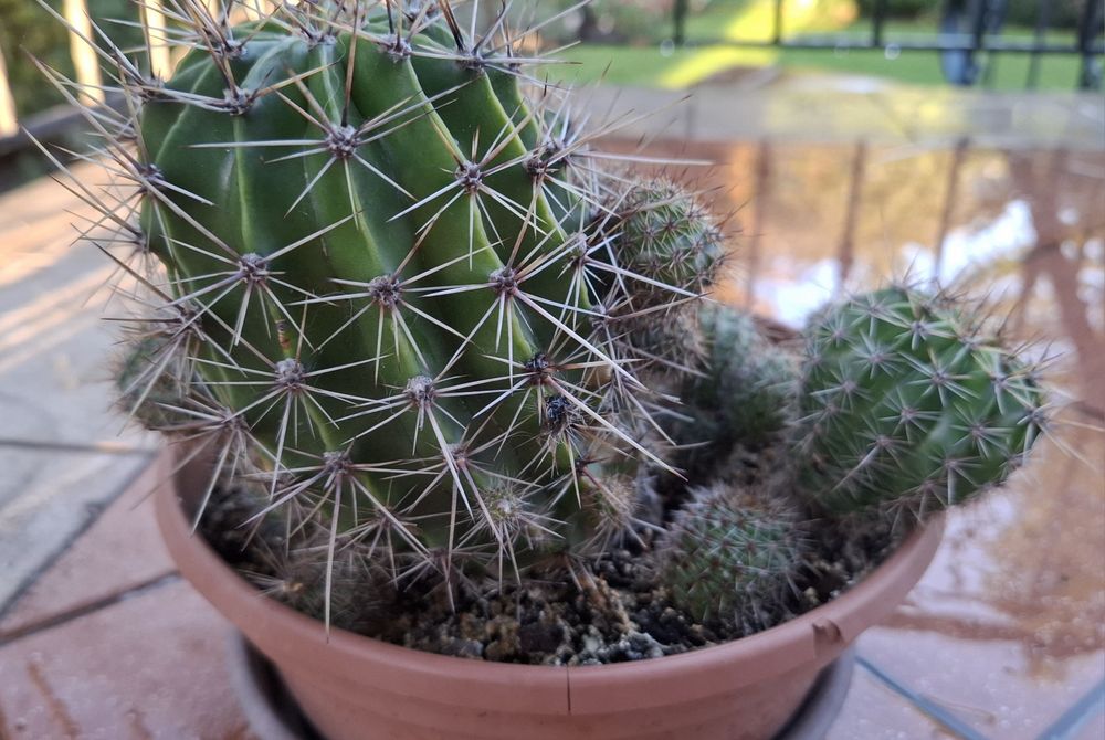 Kaktus białokwietny