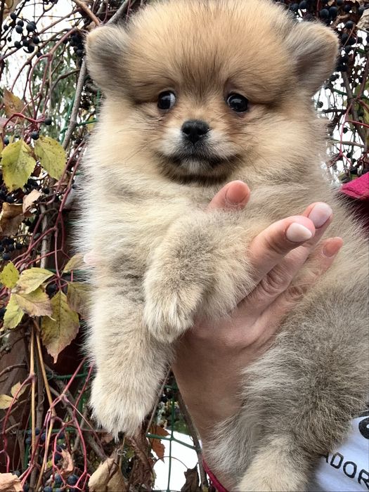 Дівчинка в типі мішка