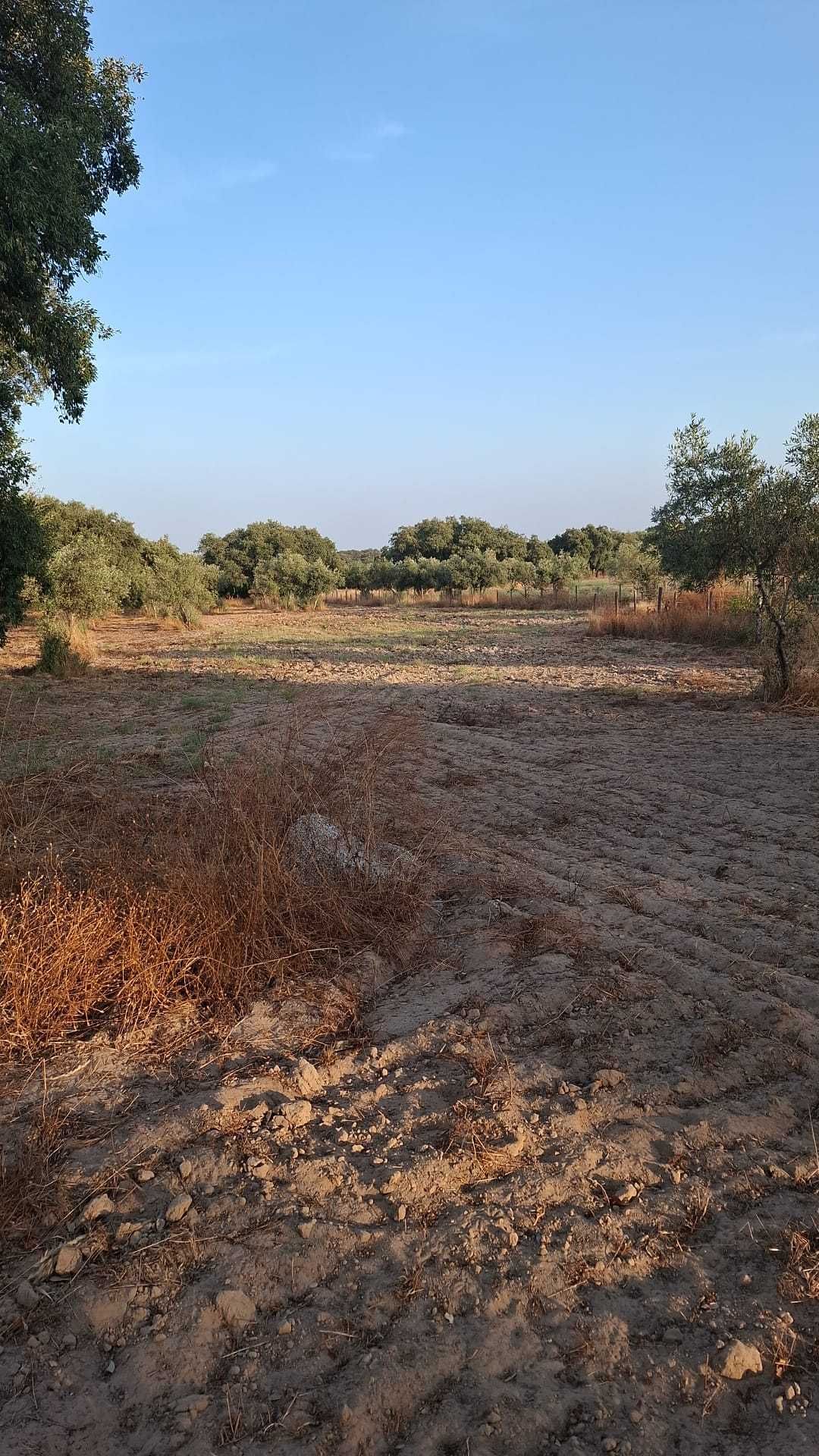 Terreno Agrícola