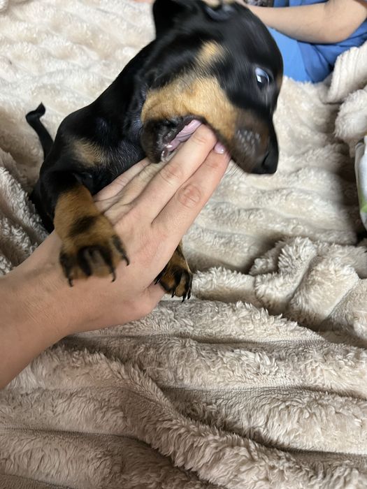 Продається хлопчик такса