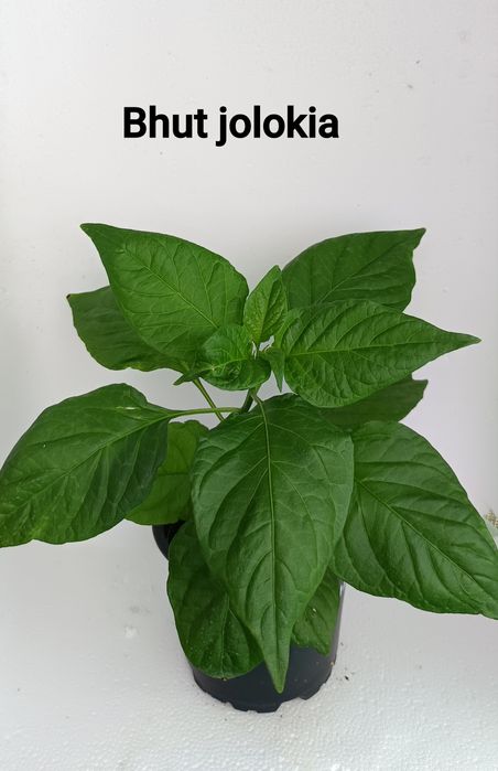 Plantas de malaguetas ardência nuclear (extrema)