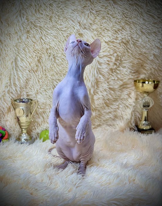 Разноглазый Канадский сфинкс, клуб родословная WCF, доставка заграницу