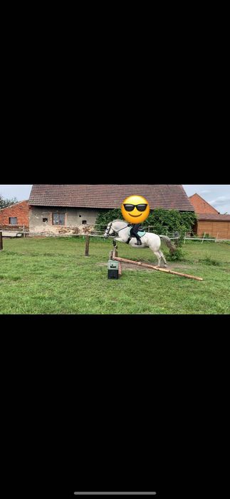 Sprzedam dwie klacze