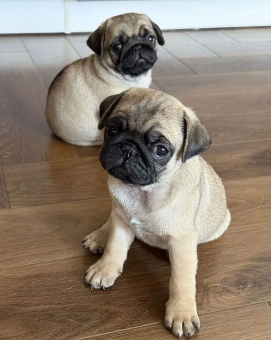 Продаж собачки мопс