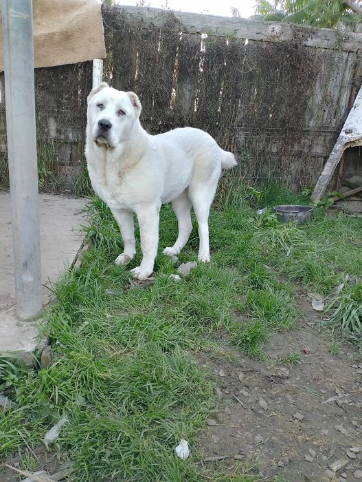 Suka owczarek azjatycki grubej budowy