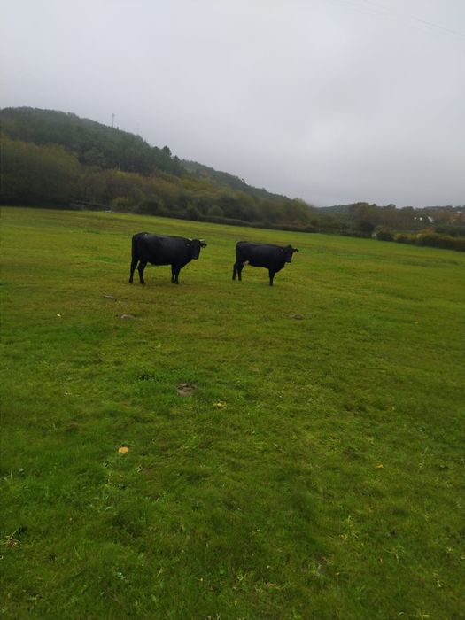 Vacas cruzadas prenhas
