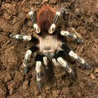 Павук-птахоїд  паук птицеед ідеальна тварина