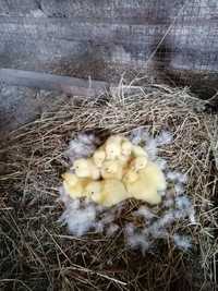 Інкубаційні яйця мускусних качок, шипун, індокачки. Німецька лінія