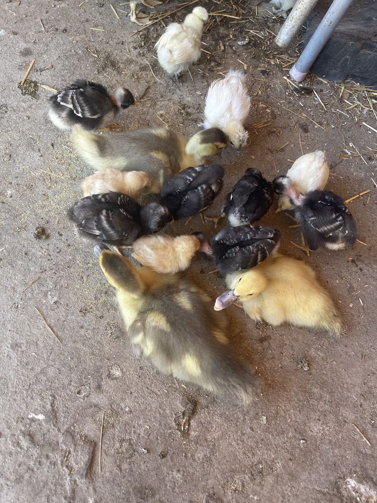 Vendo patos mudos
