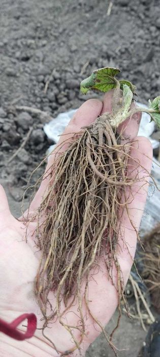 Розсада Полуниці Копана Касетна Малина Плодові дерева Саженцы клубники