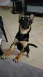 Chihuahua preto exótico