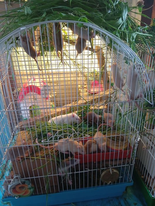 Продам пацючків різних порід