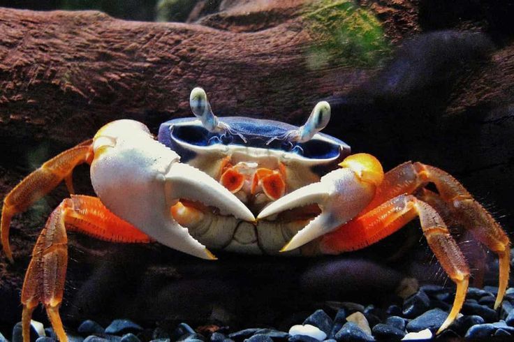 Райдужний краб, радужный краб, Cardisoma armatum, пресноводный краб