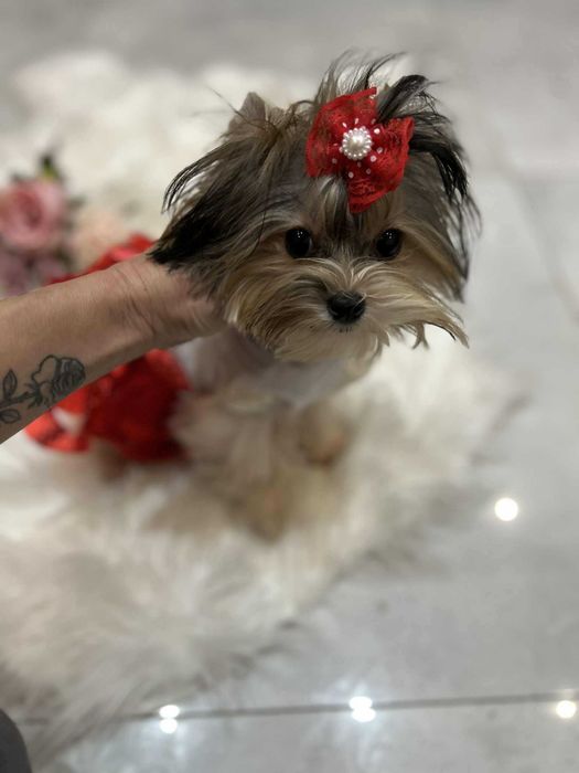 Biewer yorkshire terrier miniaturka suczka 1.50 kg paszport Majeczka