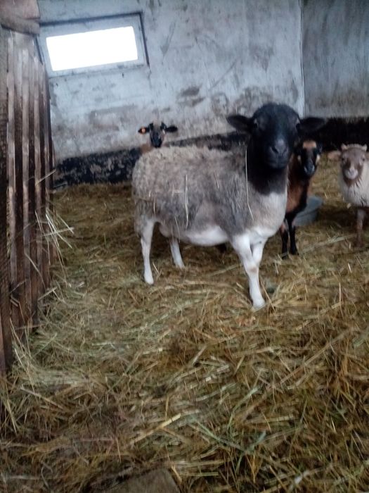 Sprzedam lub zamienię barana