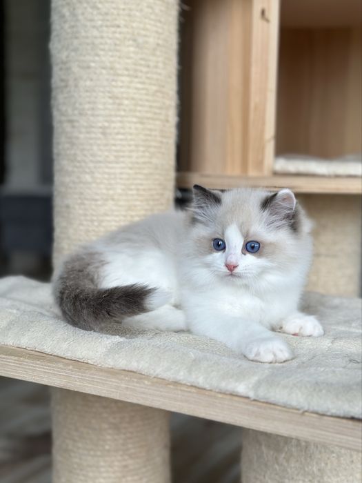 Puchaty kotek ragdoll rodowód FPL