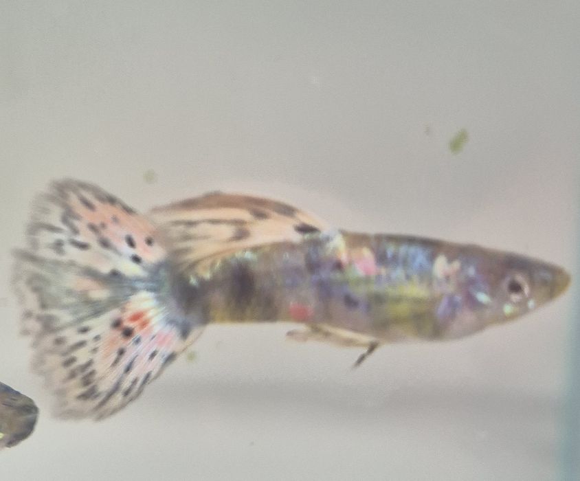 Gupik King  cobra Taiger  Krakow (Swoszowice)