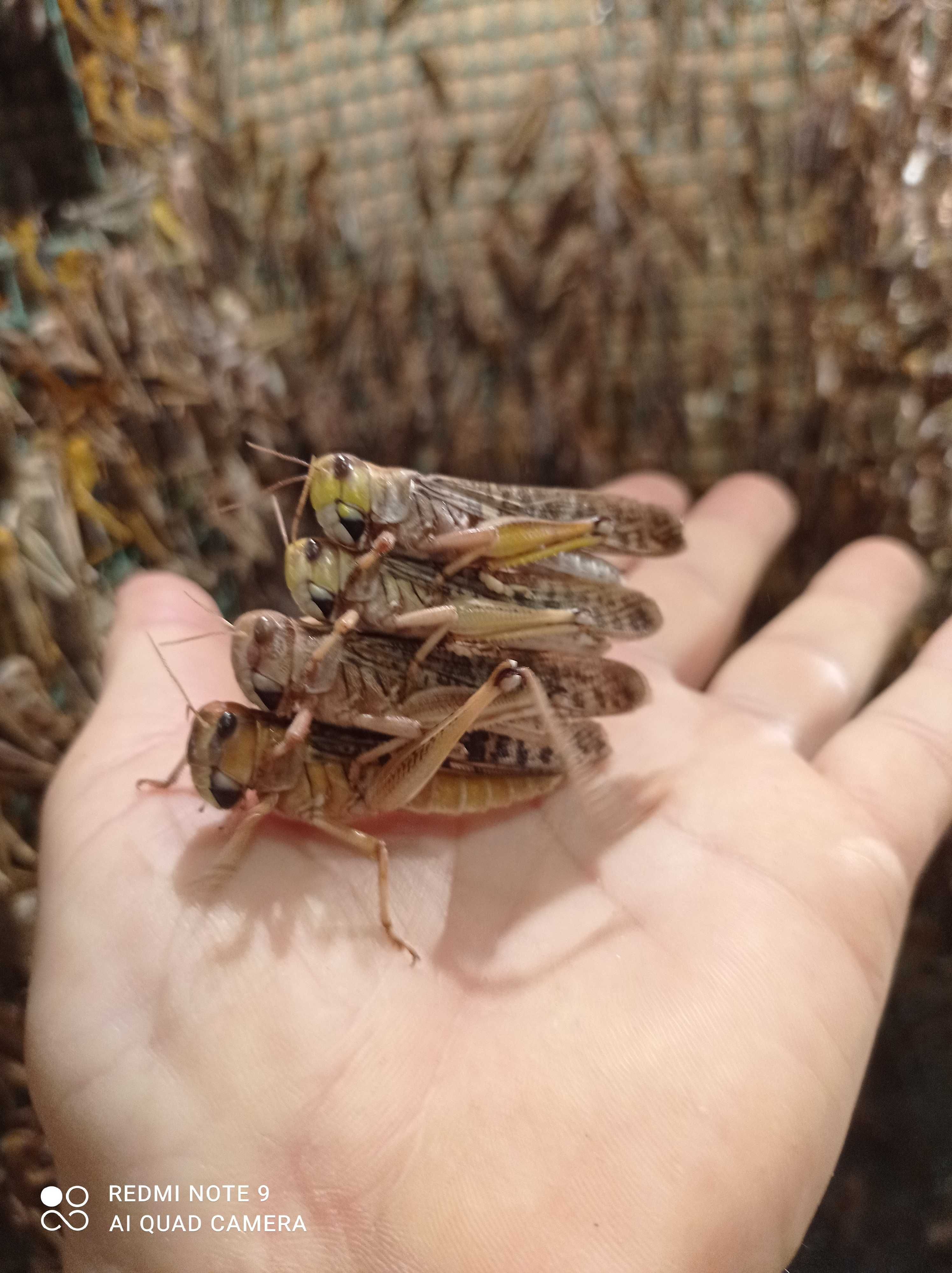 Szarańcza wędrowna pustynna