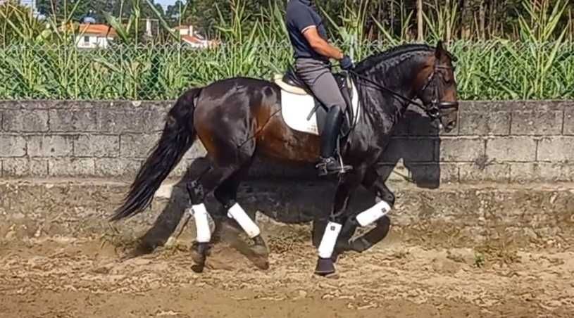 lusitano muito Tipico