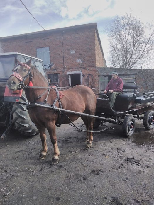 Sprzedam   Klacz Profesorkę