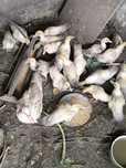 Patos para vender