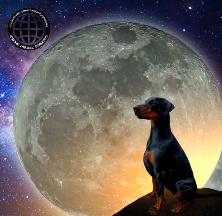 ZAPOWIEDŹ MIOTU! Doberman wybitne skojarzenie z Neverland Ranch Kennel