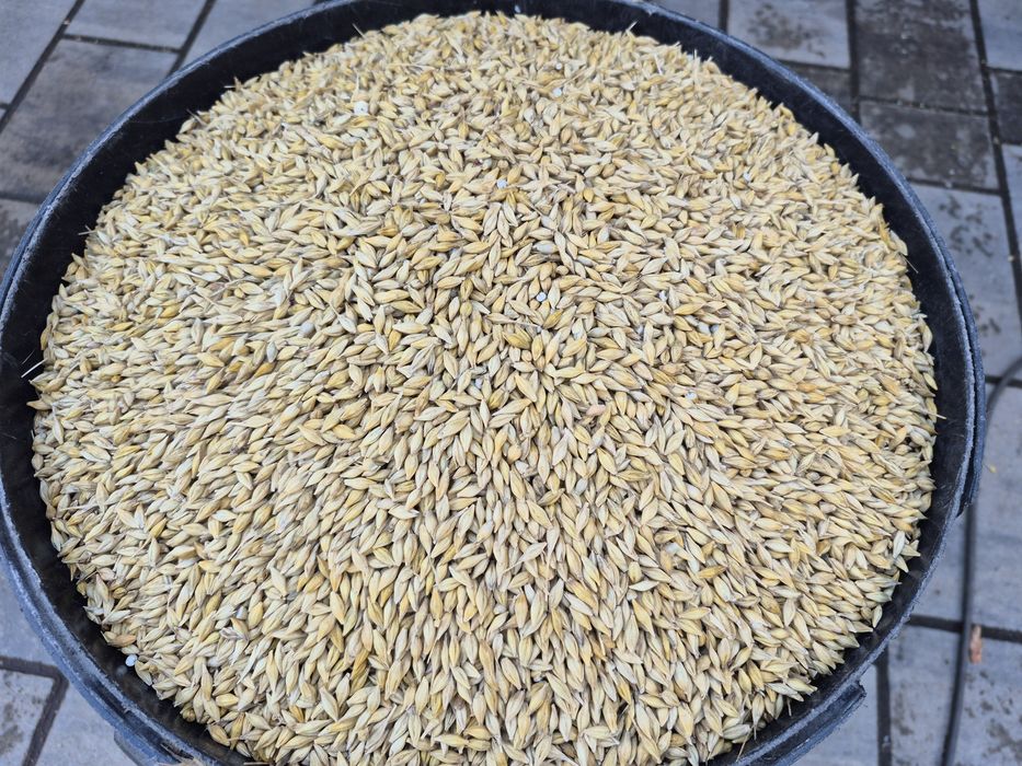 Jęczmień ozimy Jakubus