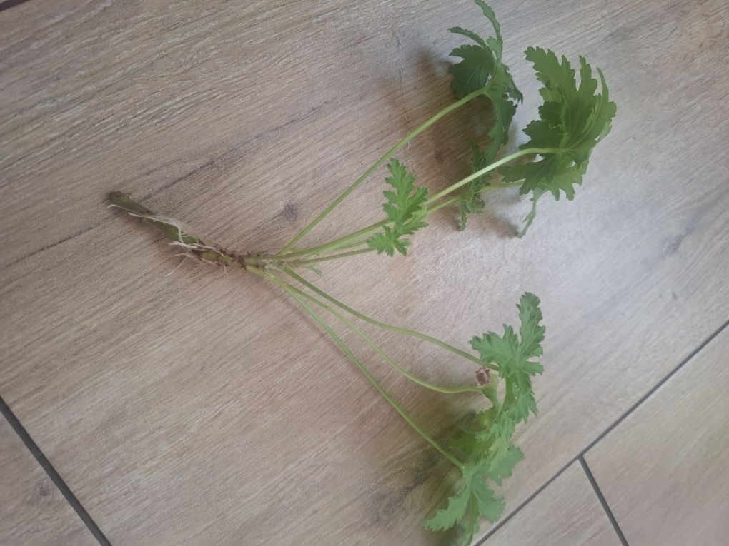 Geranium anginka szczepki ukorzenione
