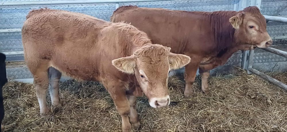 Sprzedam 12 byczkow 11  jałowek odsadkow