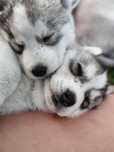 Siberian Husky szczenię na początek września