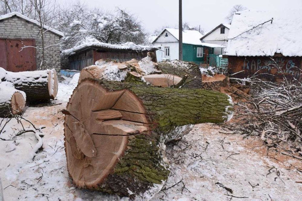 Видалення. Валка. Спилювання небезпечних, аварійних дерев