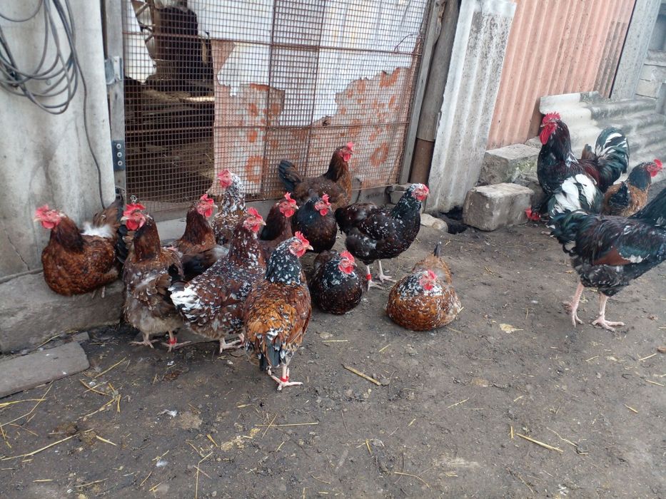 Куры ливенские ситцевые