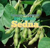Соя на посів ГМО Седна (Sedna)