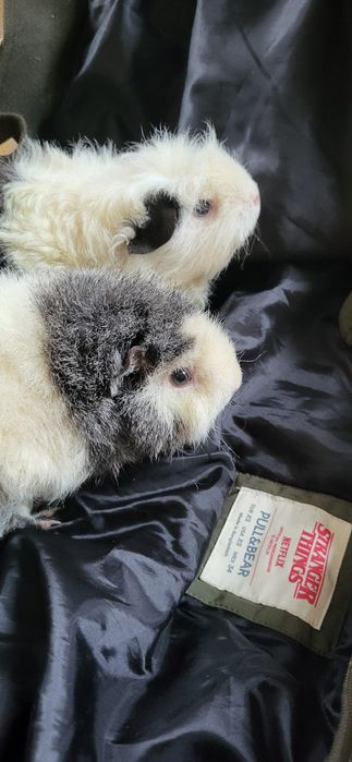 Świnki morskie (cena za dwie)