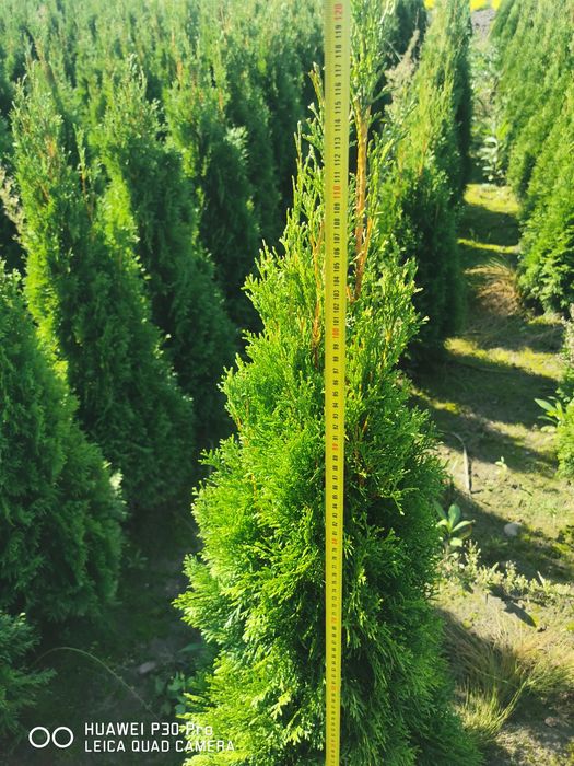 Tuja szmaragd szmaragd