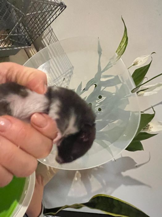 Na sprzedaz Chomik syryjski