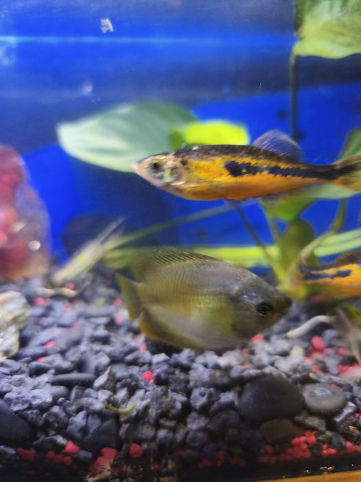 Danio Maliborskie 3szt + Kirysek Gratis